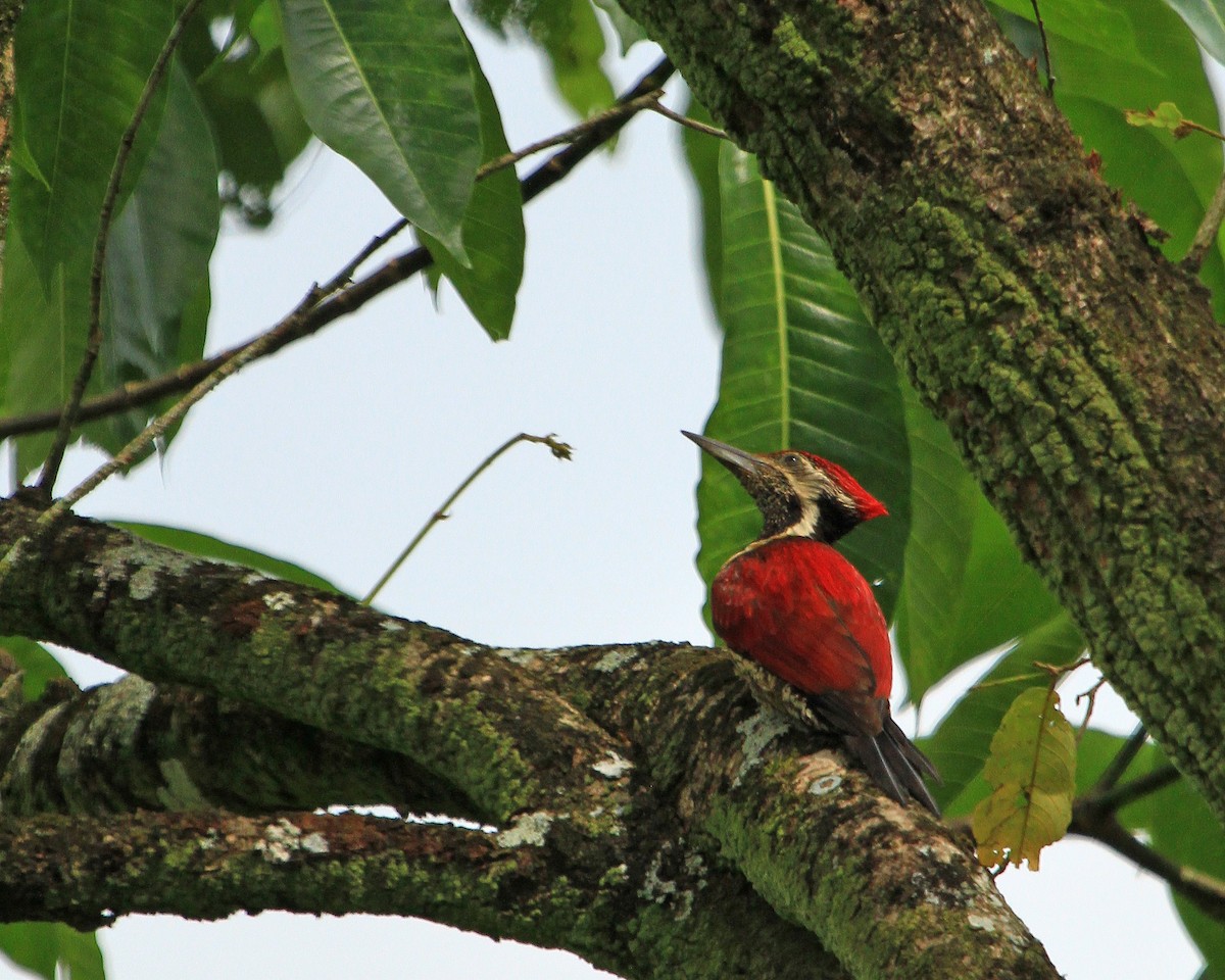 Red-backed Flameback - ML26852411