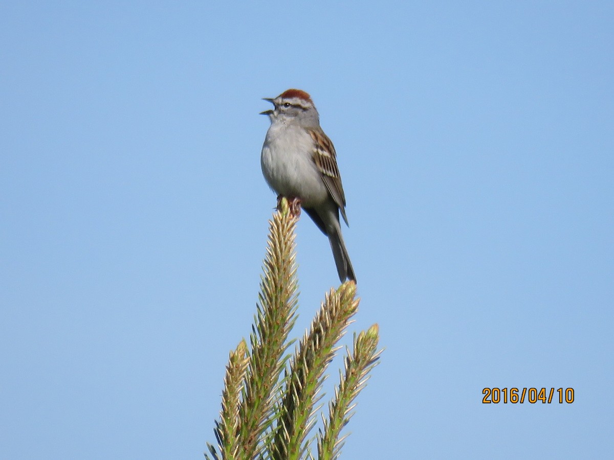 Chipping Sparrow - Pamela Ford