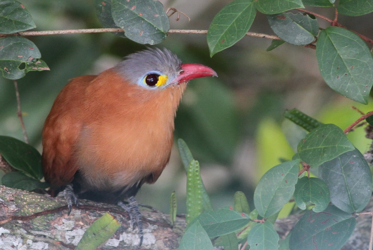 Black-bellied Cuckoo - Ian Davies