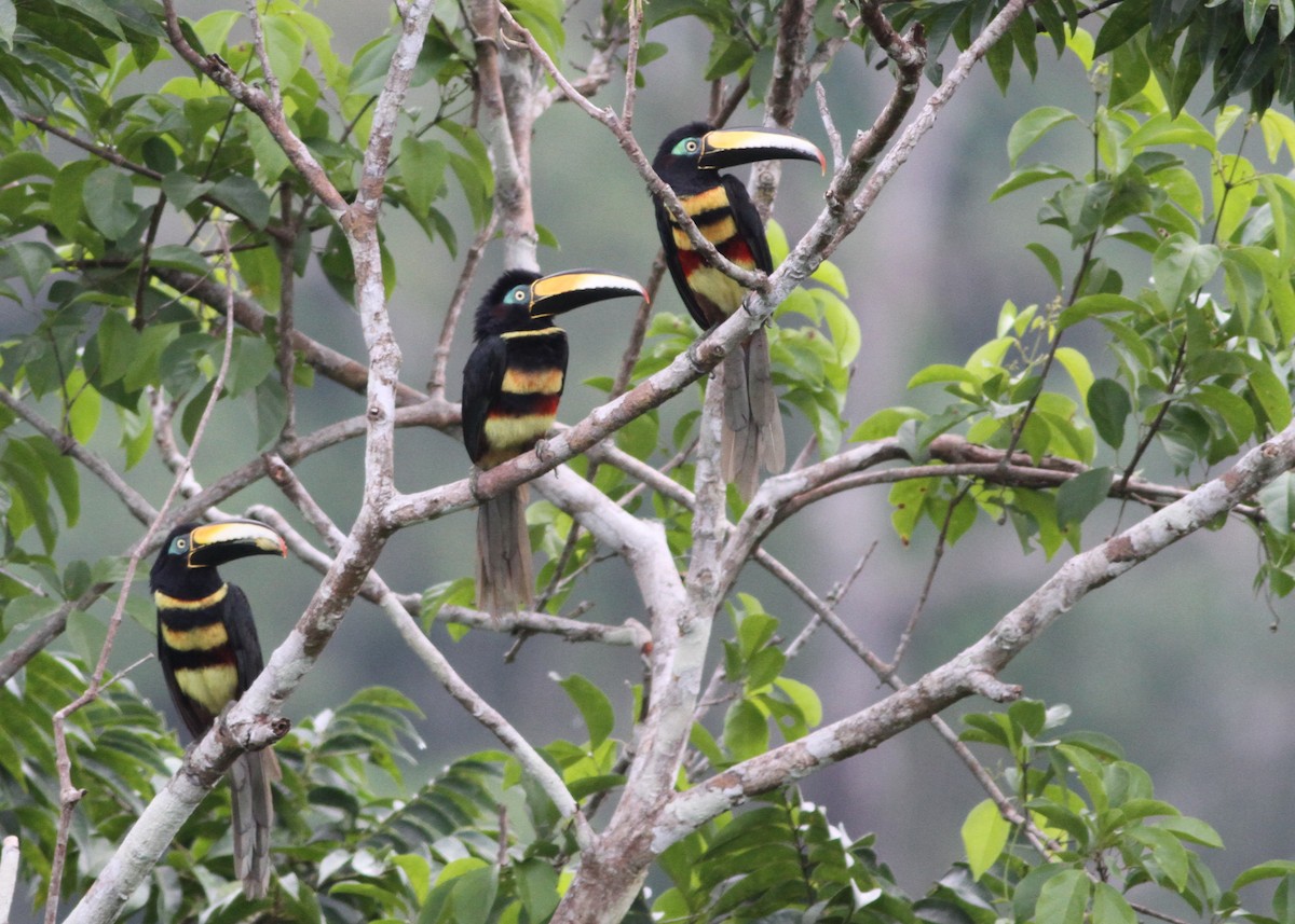 Many-banded Aracari - ML26852511