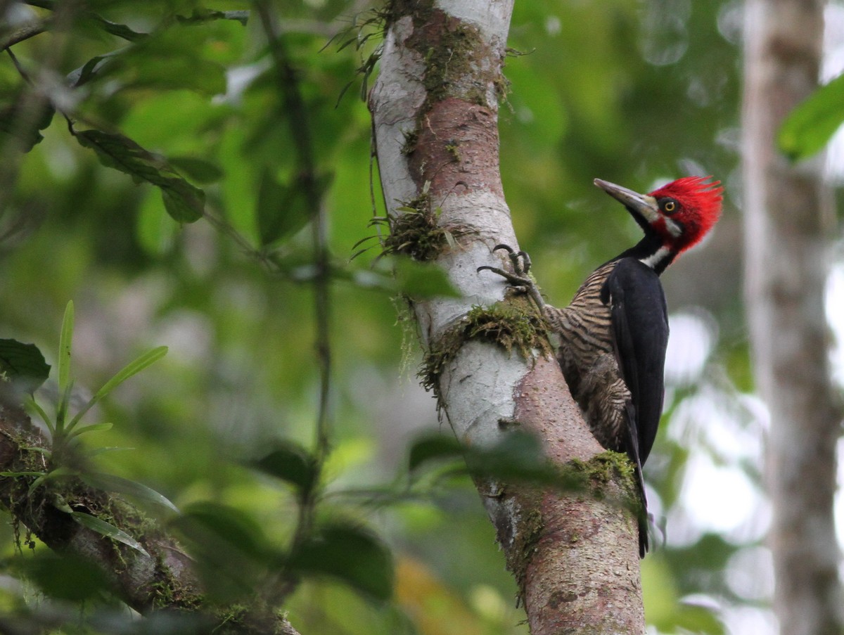 Crimson-crested Woodpecker - Ian Davies