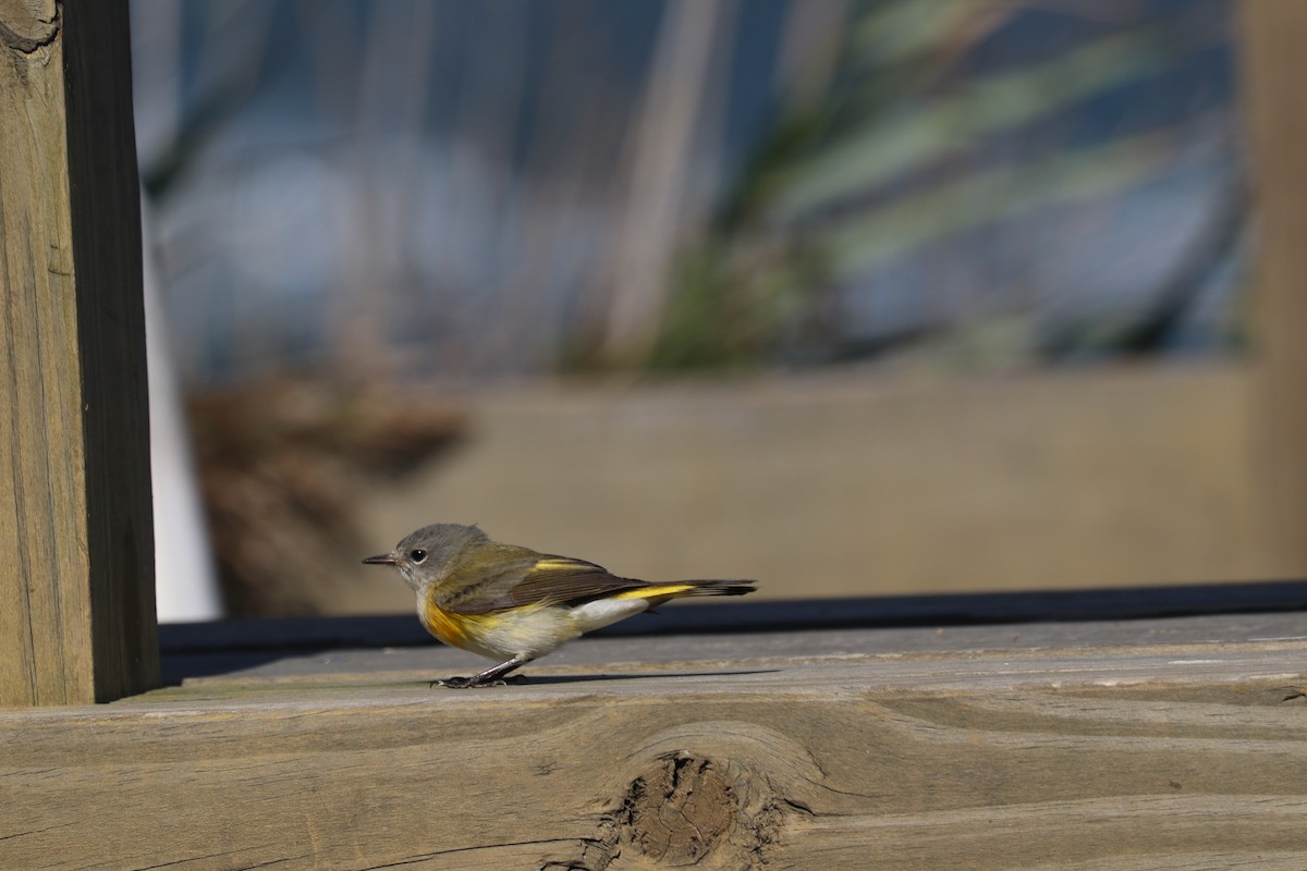 American Redstart - ML268526261