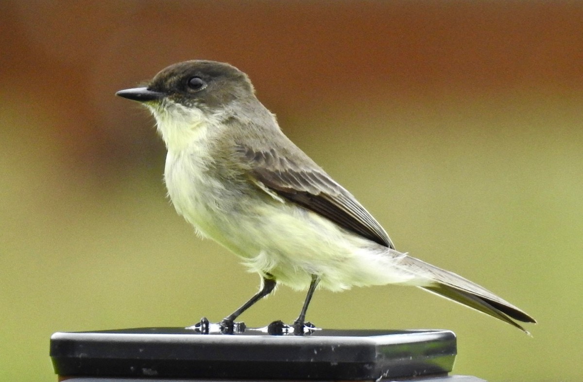 Eastern Phoebe - alice horst