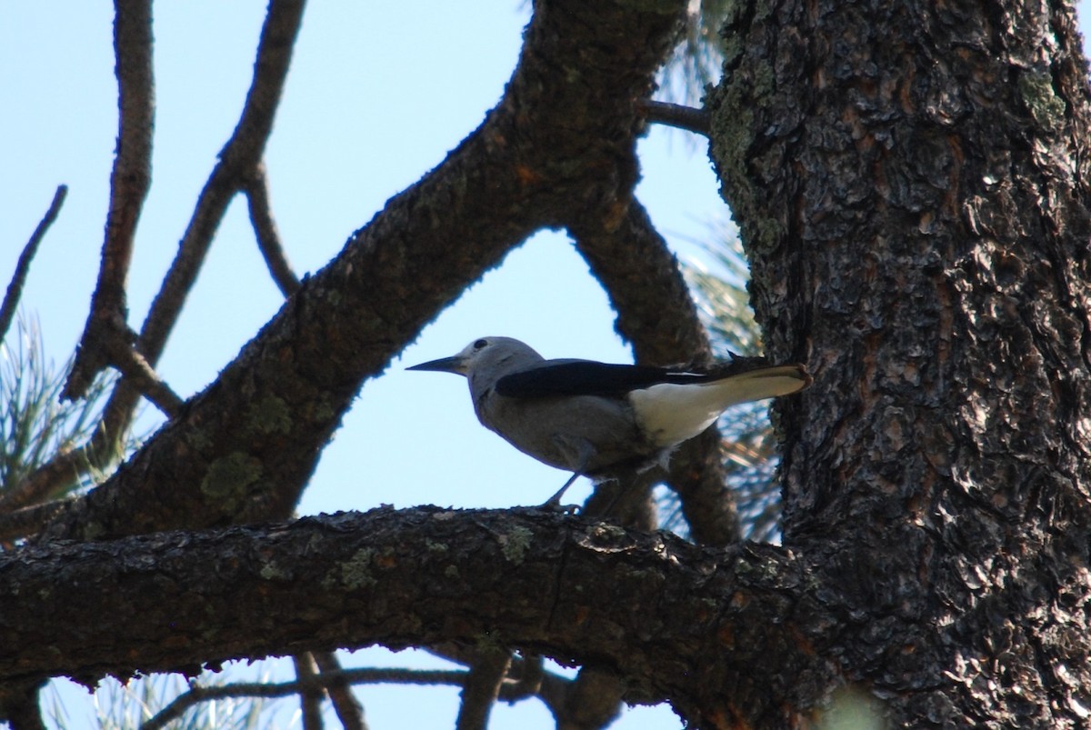 Clark's Nutcracker - ML268528391