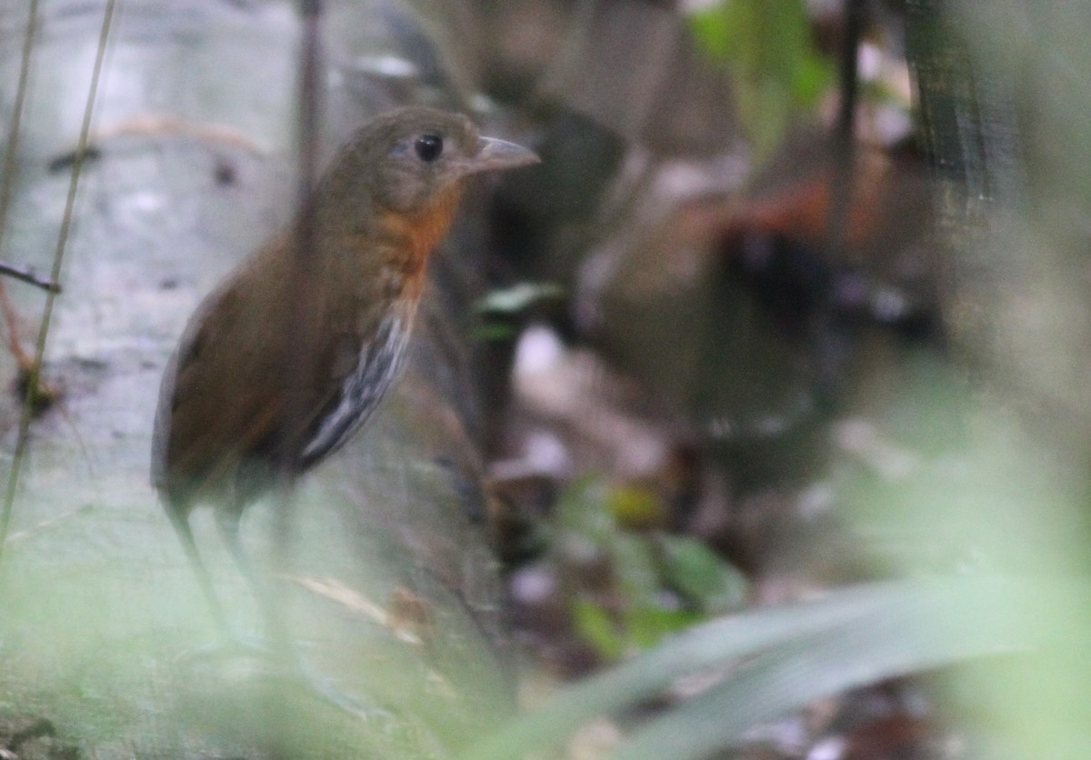 Ochre-striped Antpitta - ML26852981