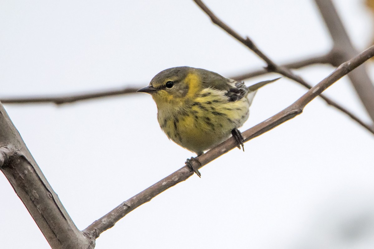 Cape May Warbler - Sue Barth
