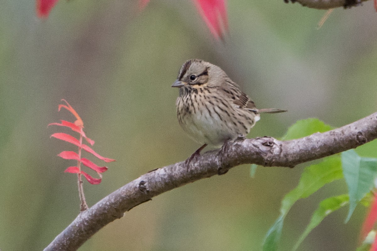 Lincoln's Sparrow - Sue Barth