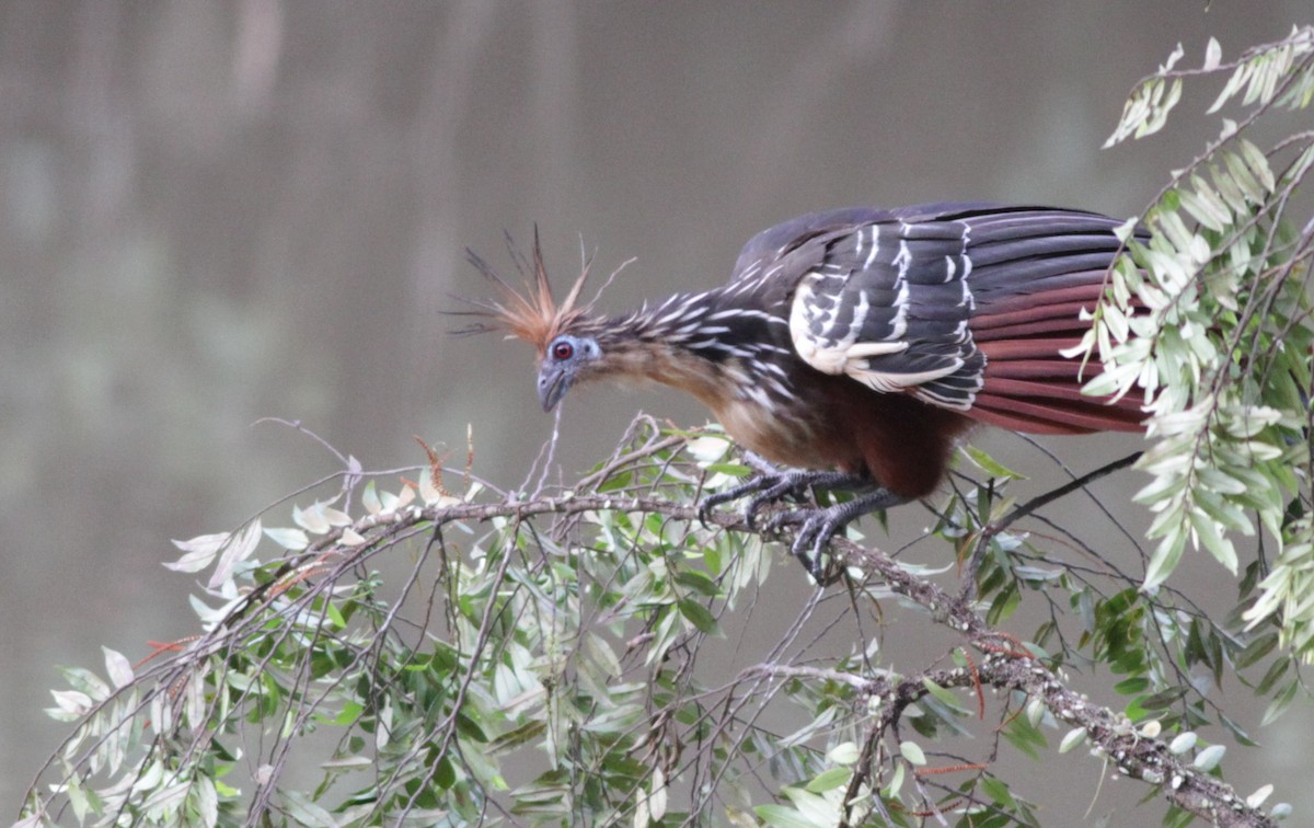 hoatzin - ML26853081