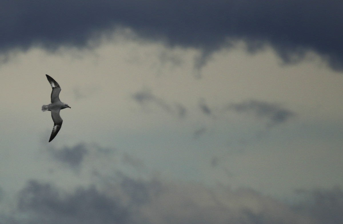 Southern Fulmar - Geert Bouke Kortleve