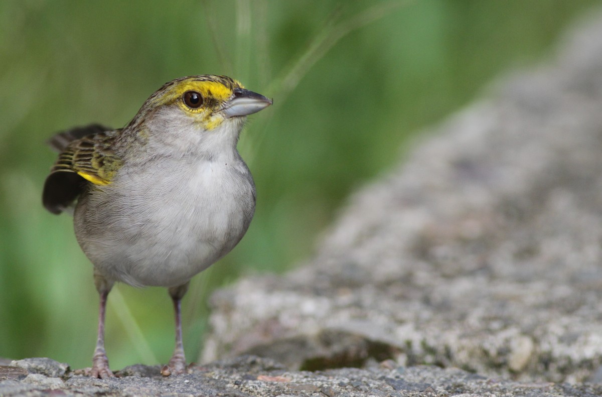 Yellow-browed Sparrow - Ian Davies