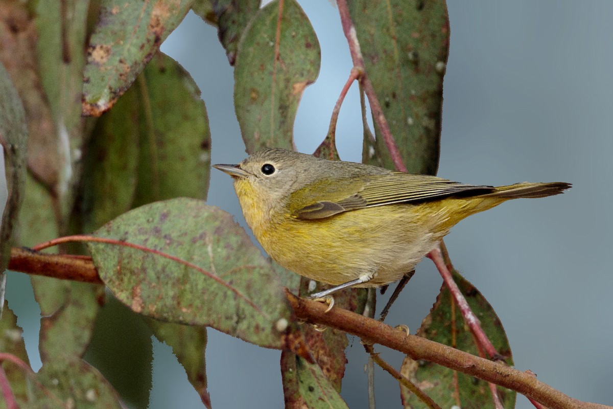 Nashville Warbler - Bradley Hacker 🦜