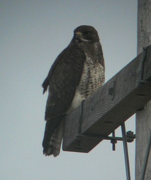 Swainson's Hawk - ML268532701