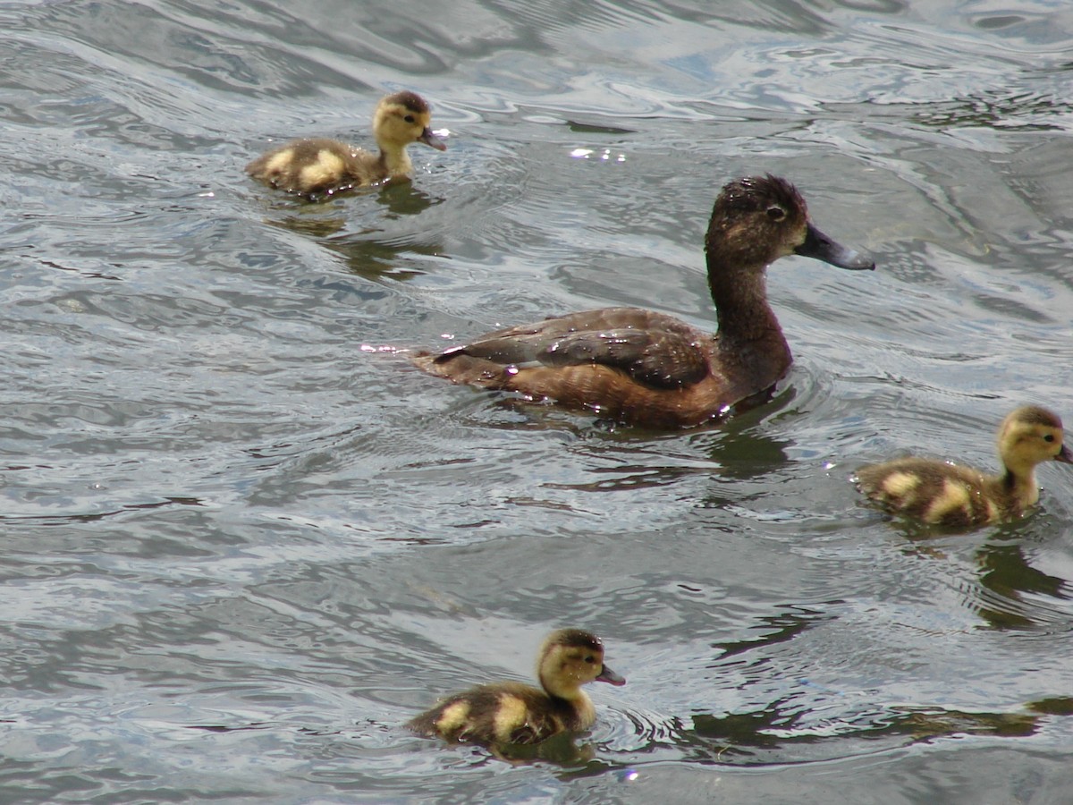 Ring-necked Duck - James Nelson