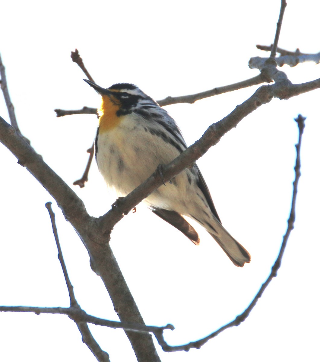 Yellow-throated Warbler - ML26853321