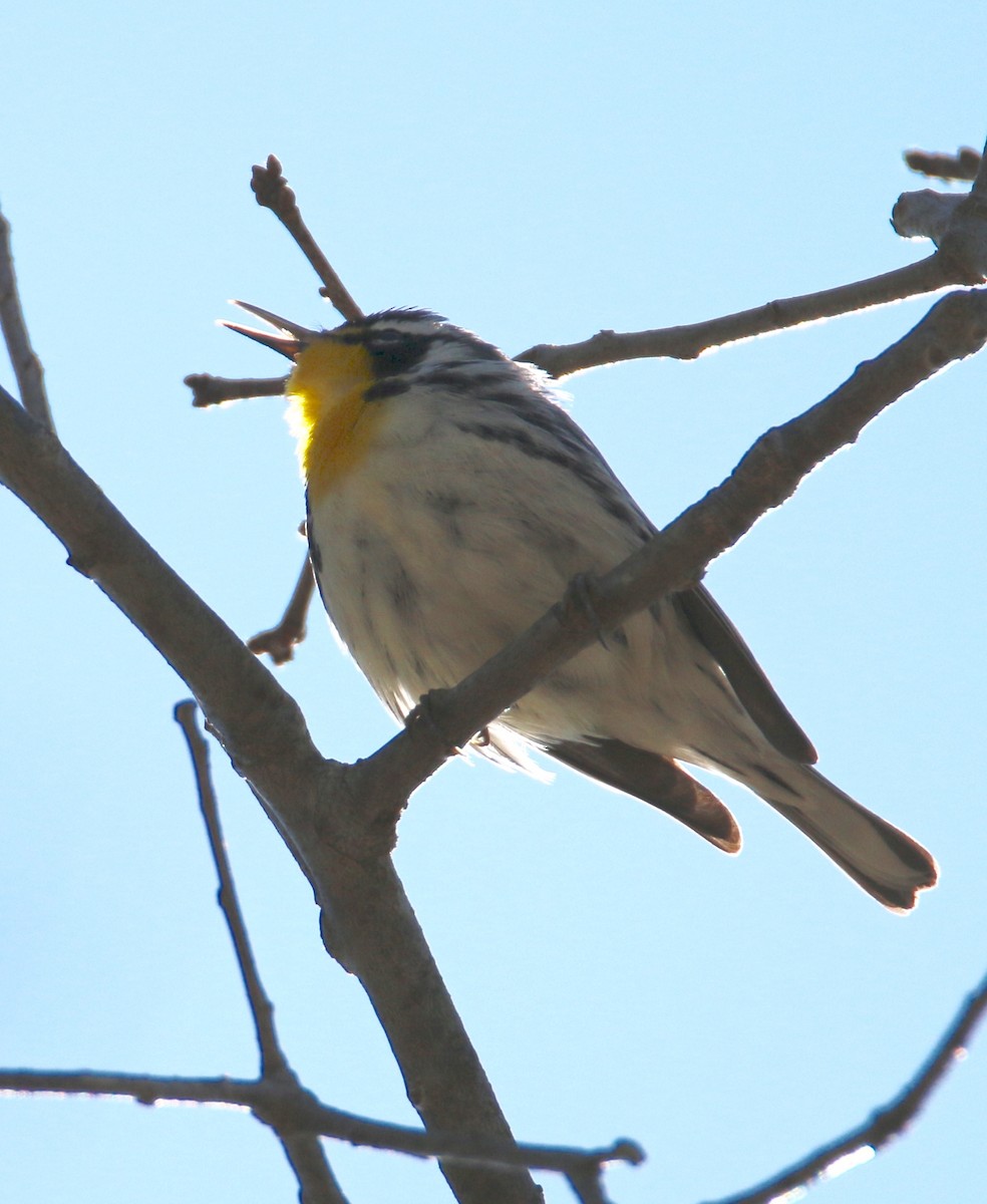 Yellow-throated Warbler - ML26853331