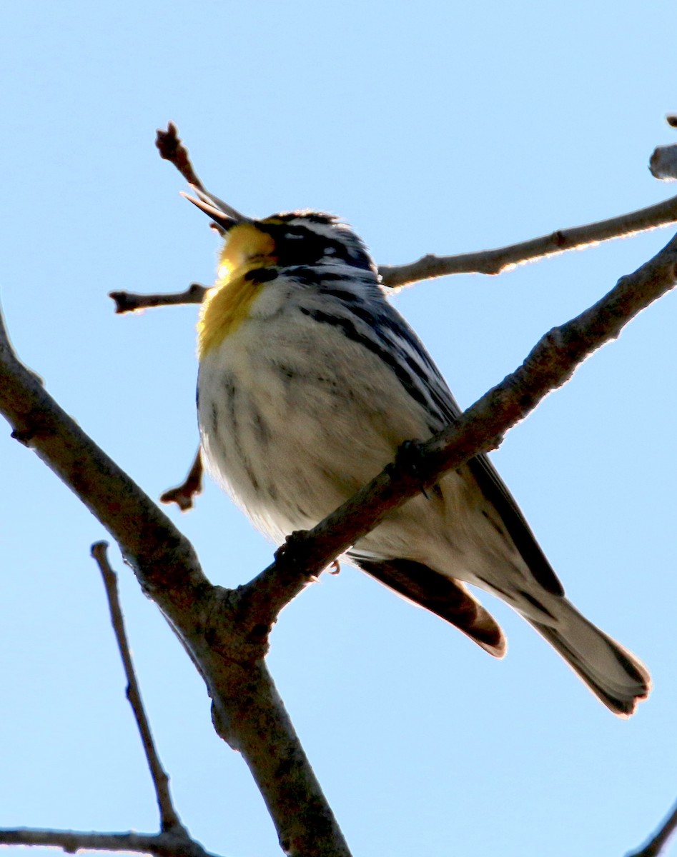 Yellow-throated Warbler - ML26853341