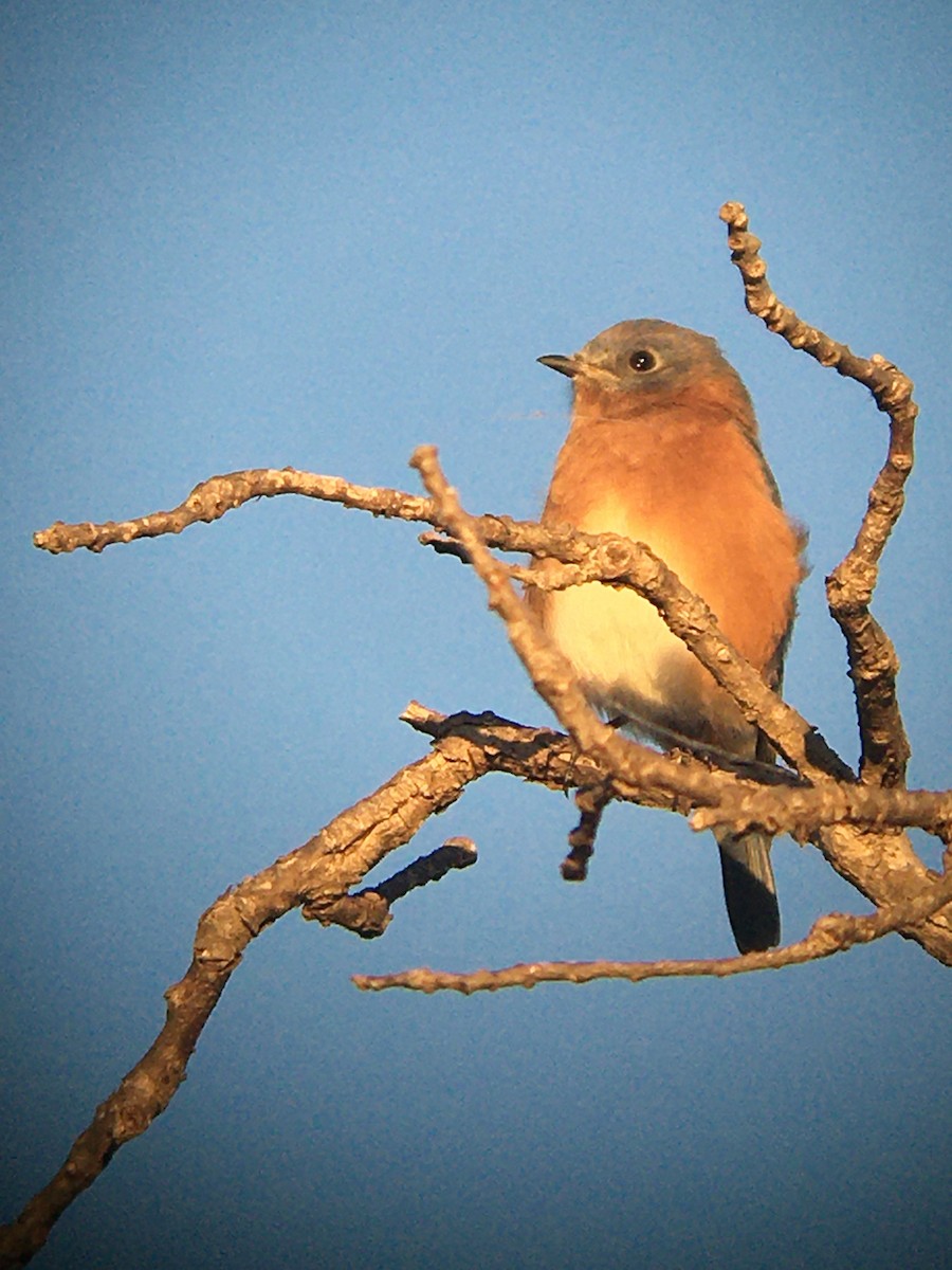 Eastern Bluebird - ML268533531