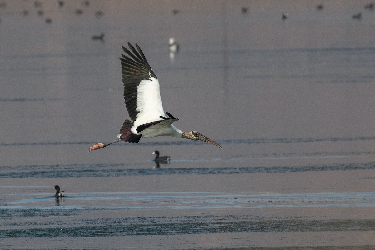 Wood Stork - ML268533921