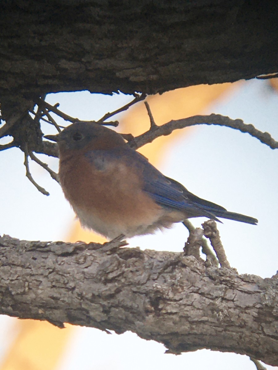 Eastern Bluebird - Michael Horn