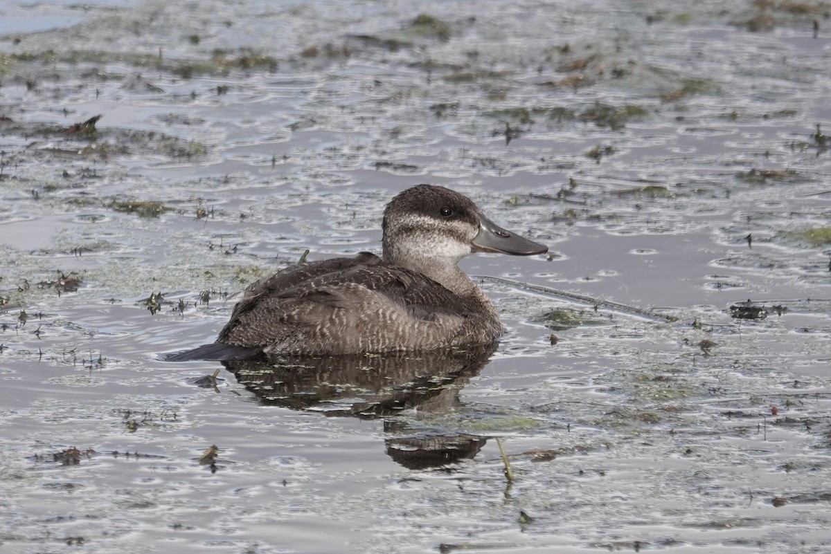 Ruddy Duck - ML268536501