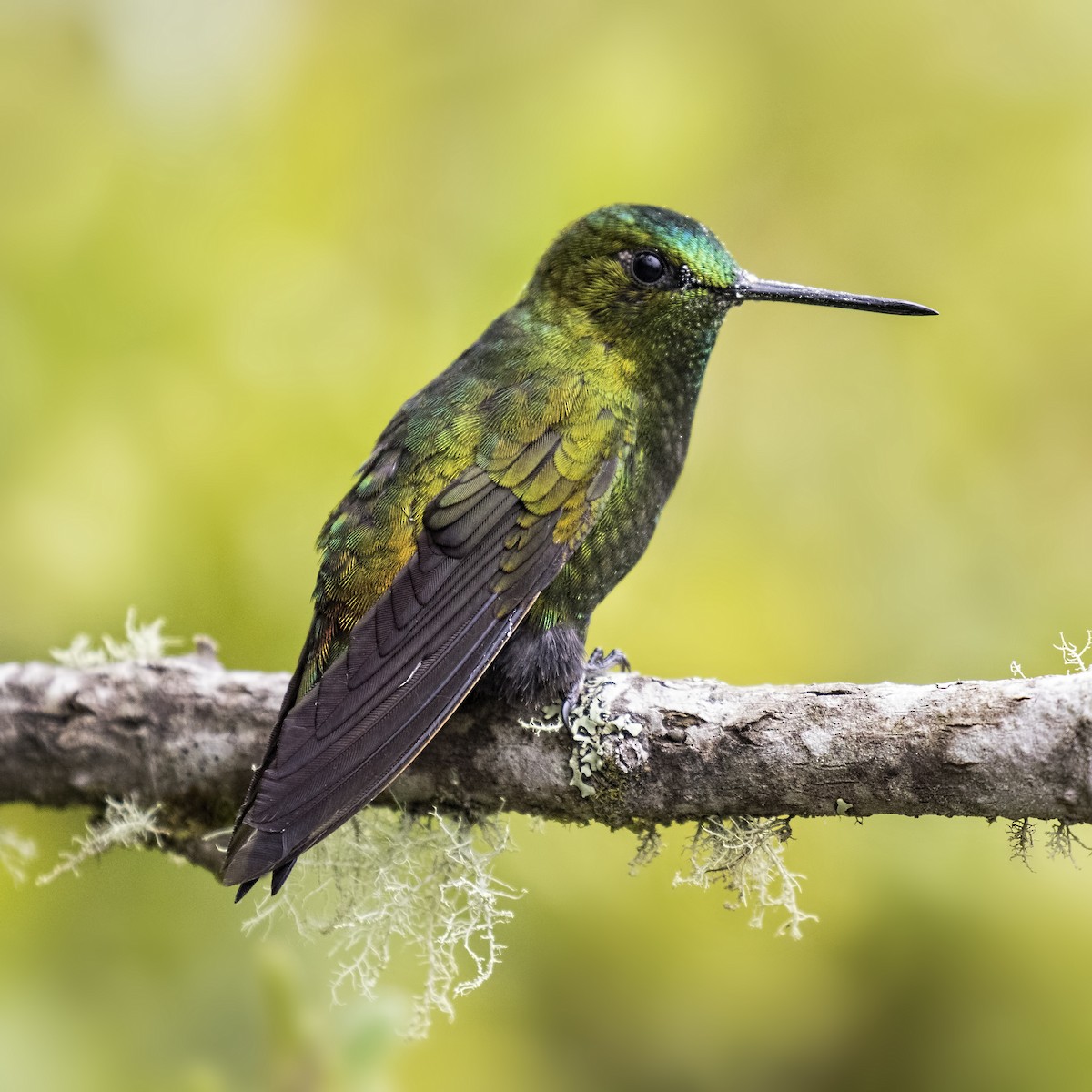 Black-thighed Puffleg - ML26853731