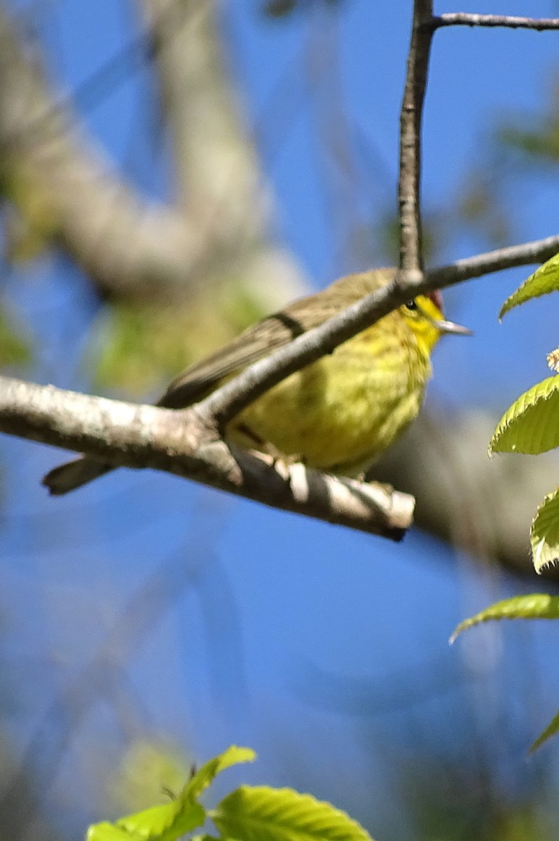 Palm Warbler - ML26853831