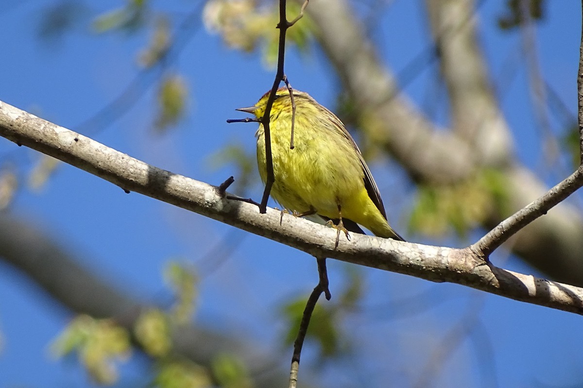 Palm Warbler - ML26853841