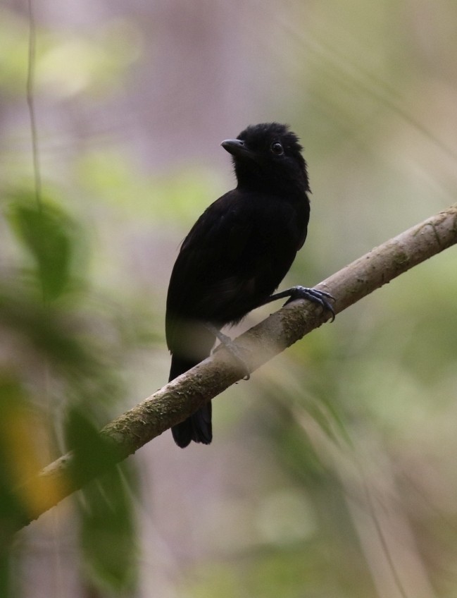 Black Antshrike - Andy Jones