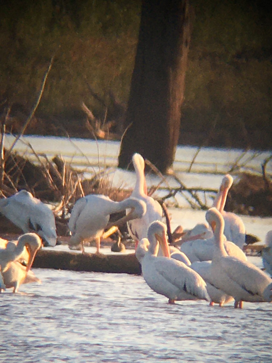 American White Pelican - ML268538801