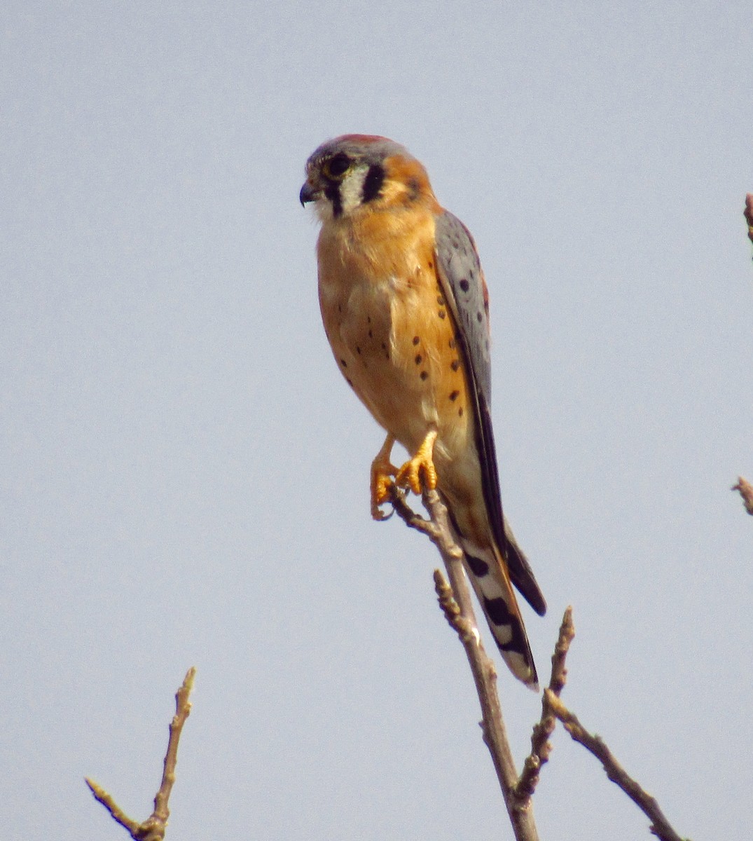 American Kestrel - ML268539901