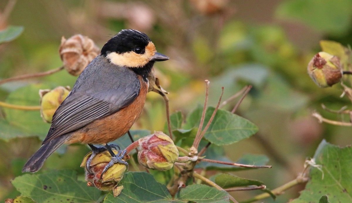 Varied Tit - ML26854161