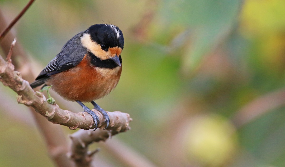 Varied Tit - ML26854171