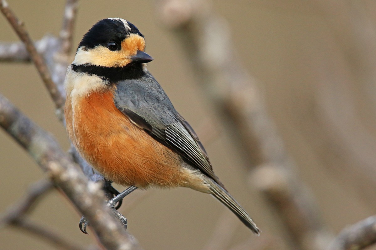 Varied Tit - ML26854181