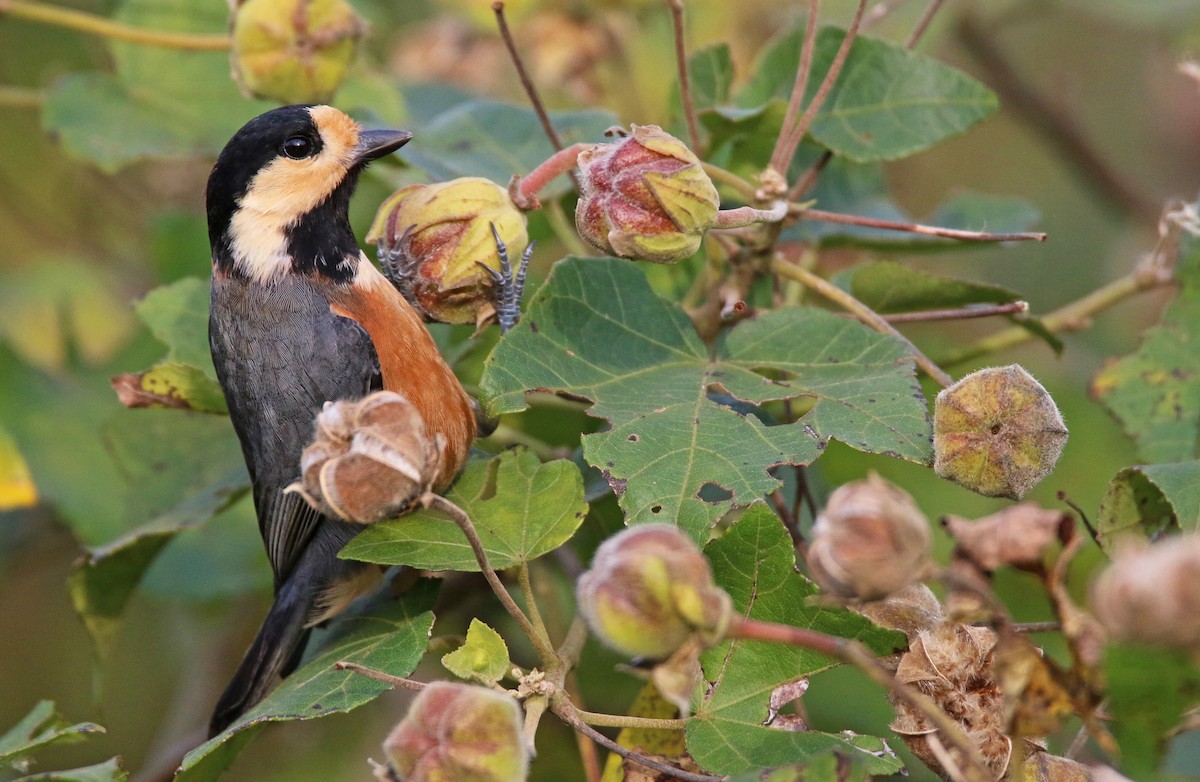 Varied Tit - ML26854191
