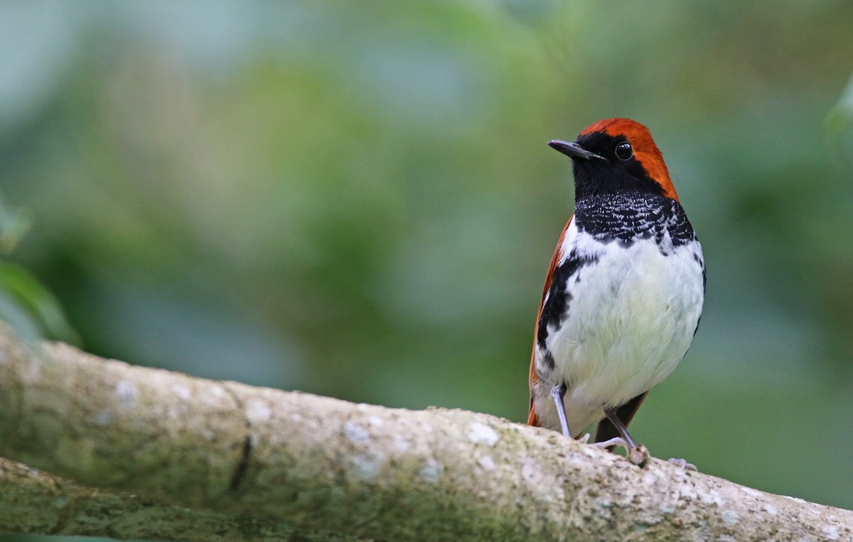 Ryukyu Robin - Ian Davies