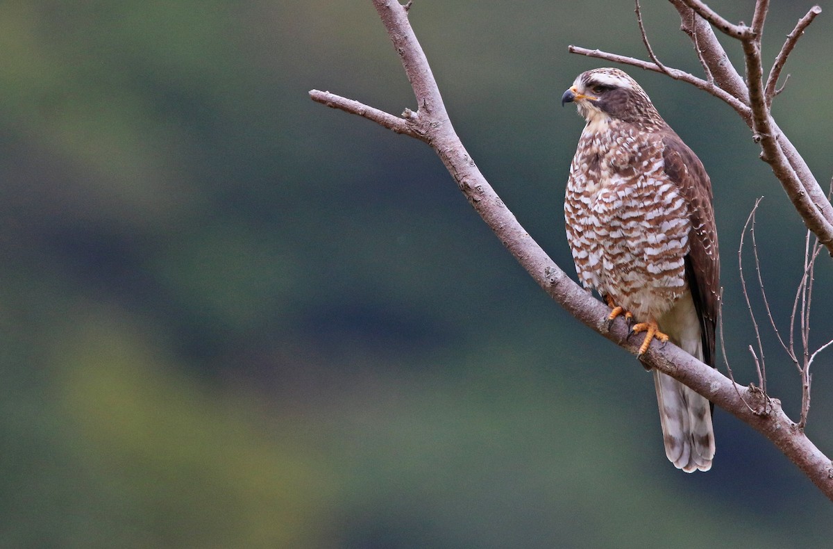 Gray-faced Buzzard - ML26854271