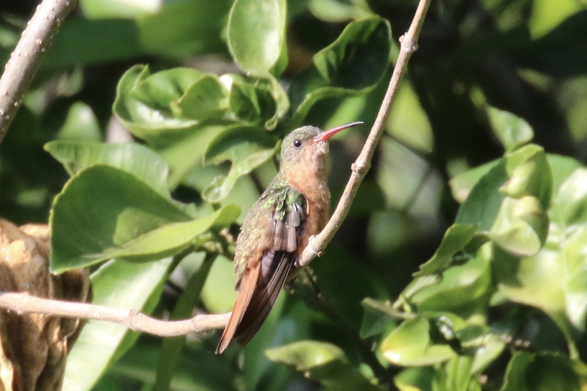 kolibřík ryšavý - ML26854301