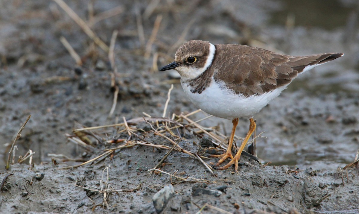 Little Ringed Plover - ML26854371