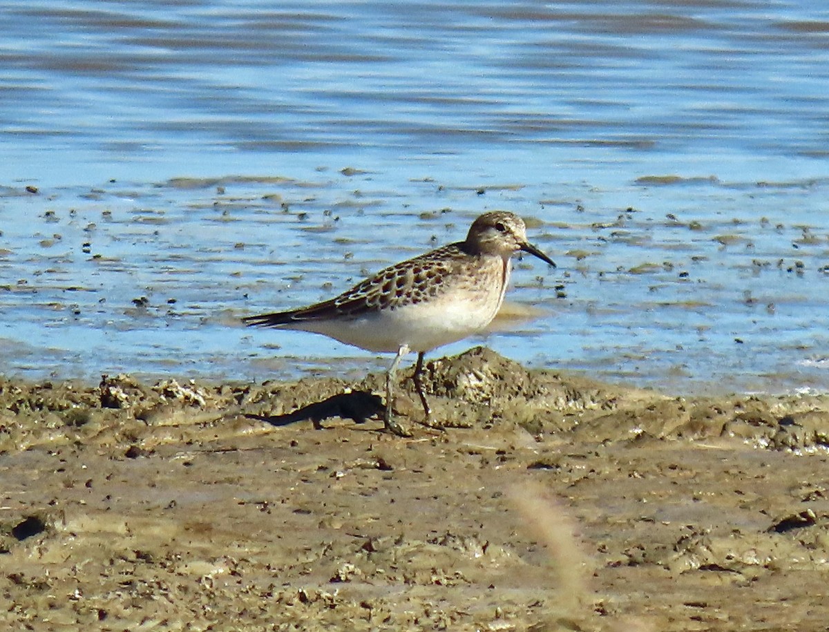 Baird's Sandpiper - ML268544271