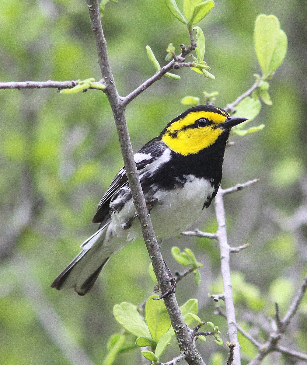 Golden-cheeked Warbler - Randy Pinkston