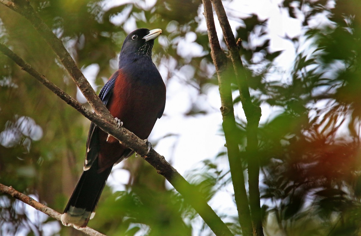 Lidth's Jay - ML26854481