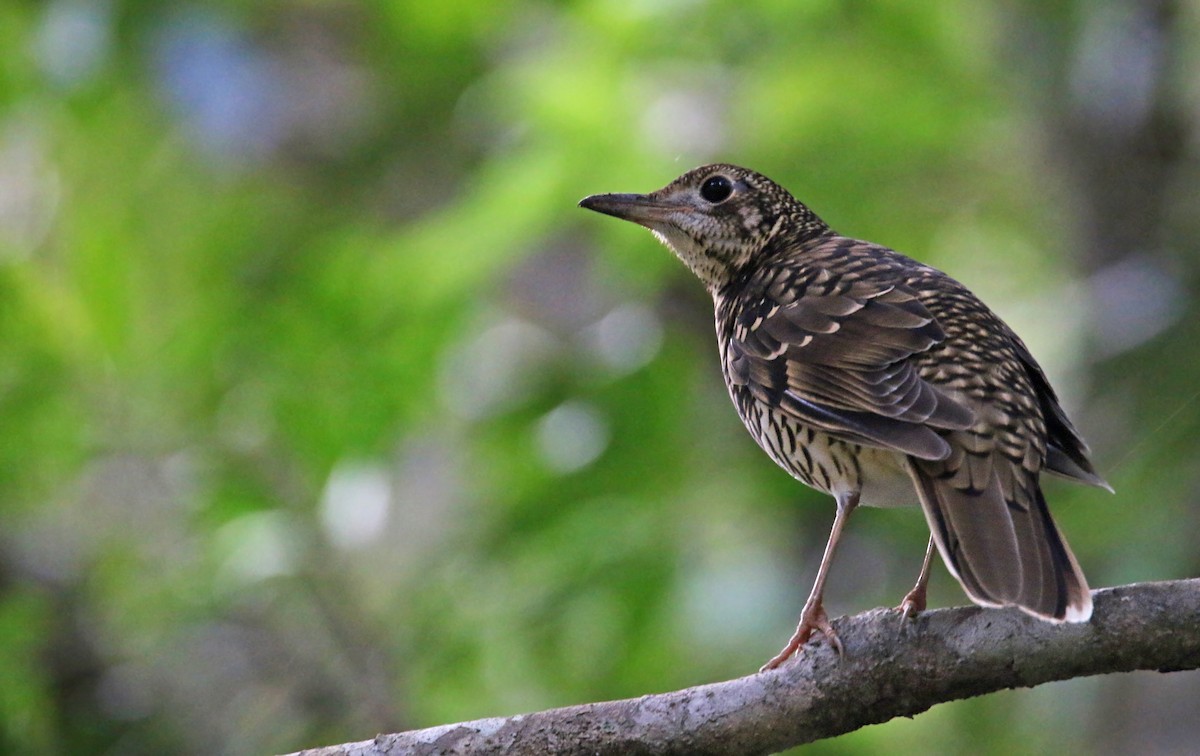 Amami Thrush - Ian Davies