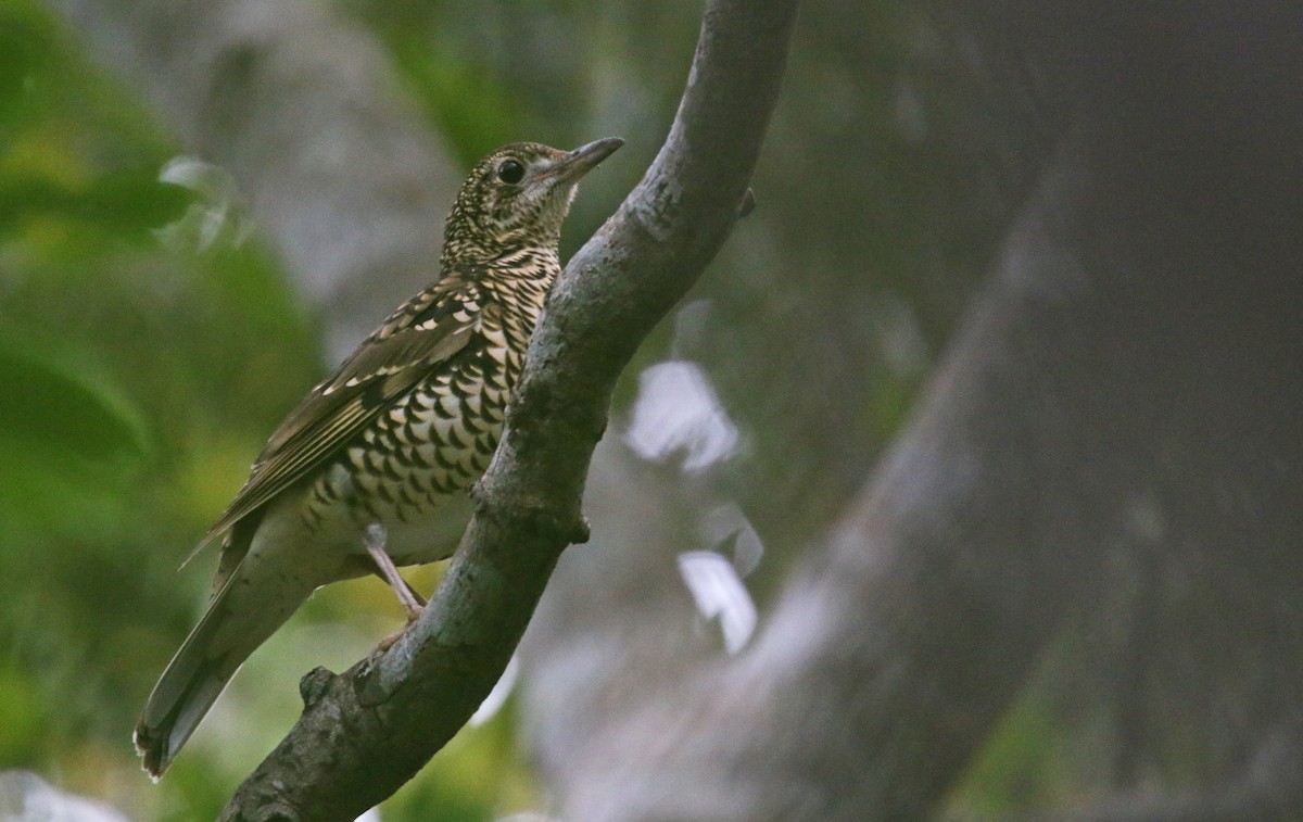 Amami Thrush - ML26854501