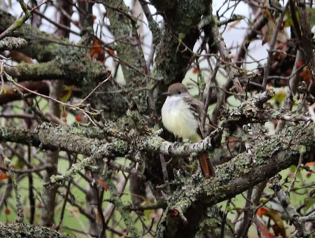 Ash-throated Flycatcher - Siobhan Darlington