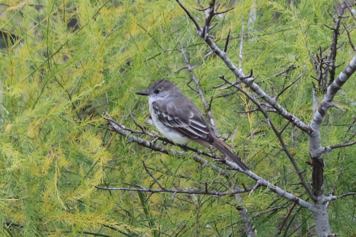 Ash-throated Flycatcher - ML268545801