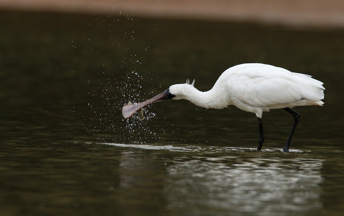 Black-faced Spoonbill - Ian Davies