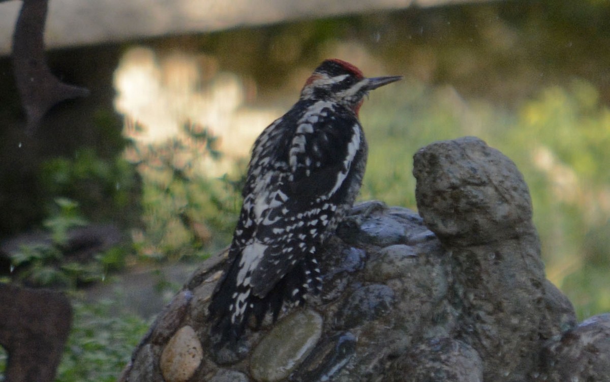 Red-naped Sapsucker - ML268546881