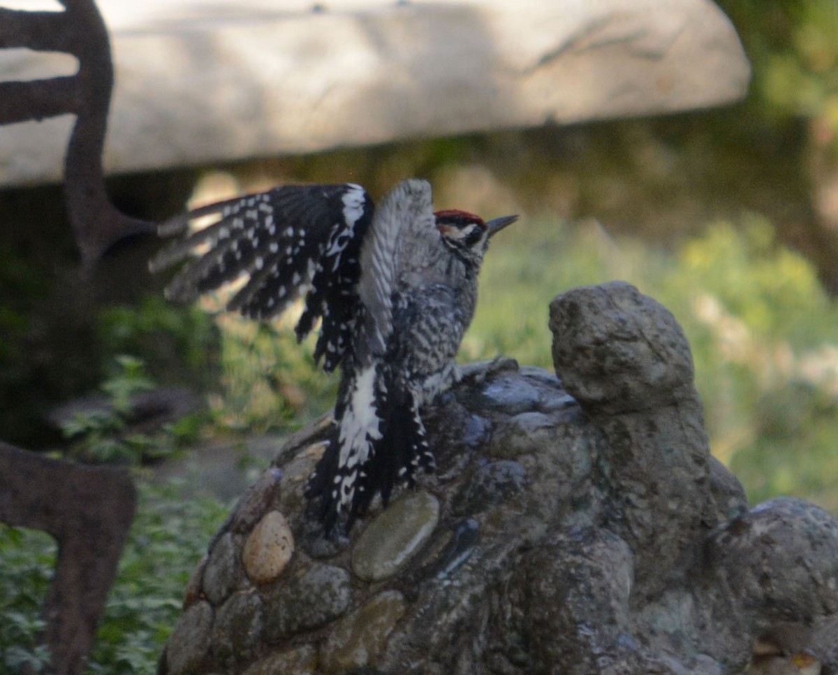 Red-naped Sapsucker - ML268546991