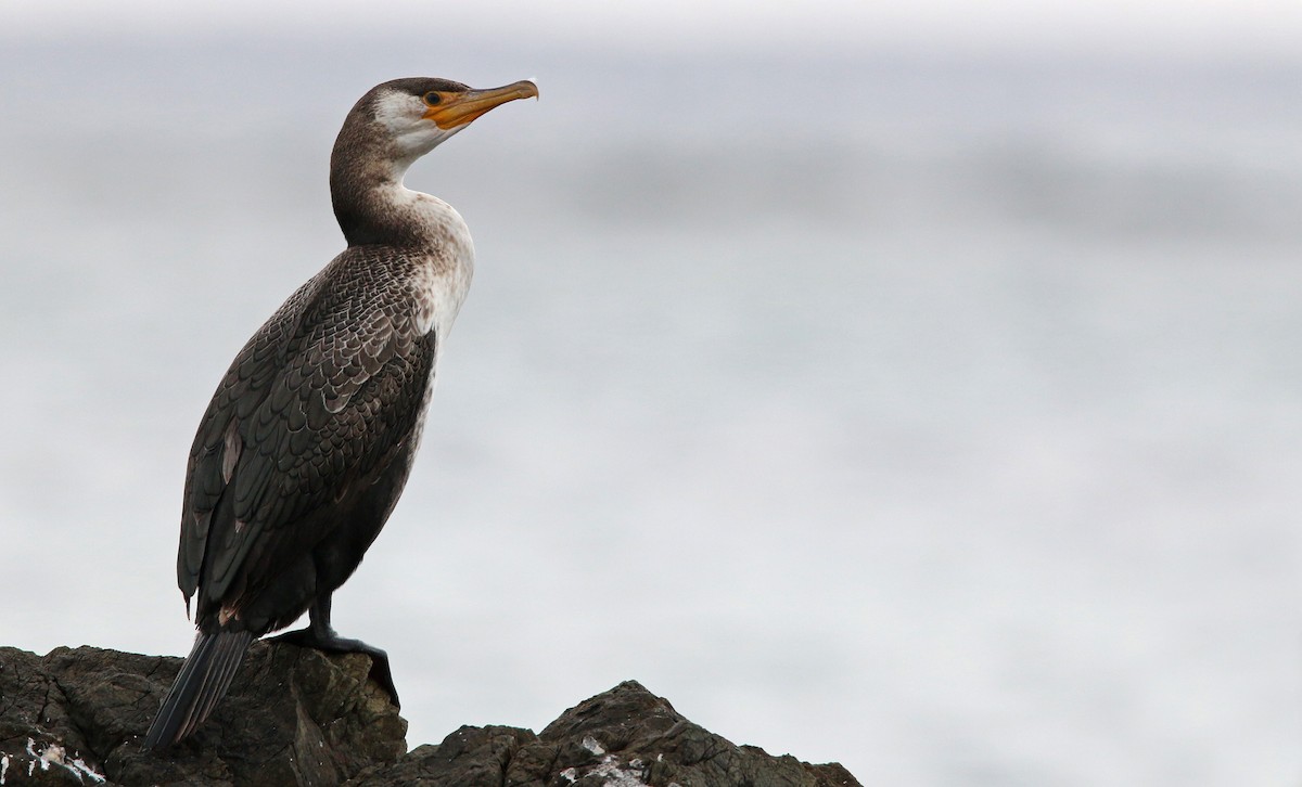 Japanese Cormorant - Ian Davies