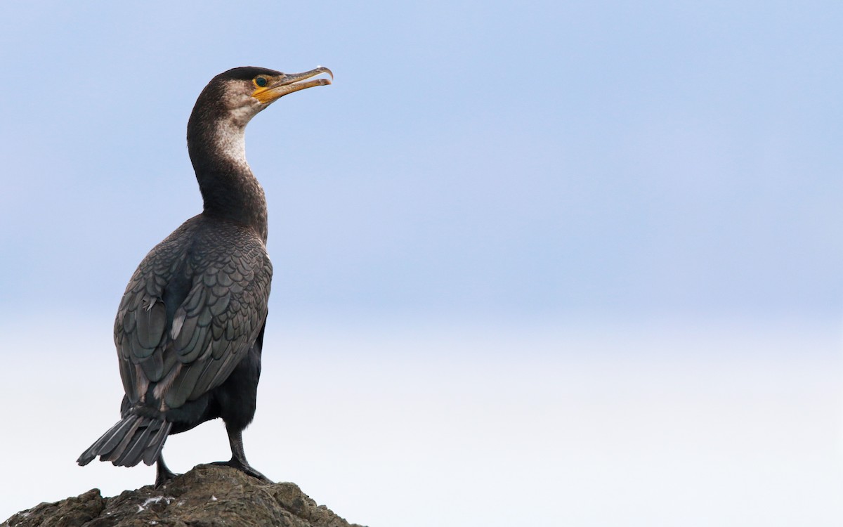 Japanese Cormorant - ML26854721